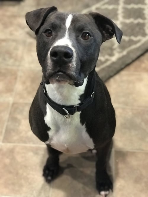 CHAMP - Pit Bull Terrier available for adoption