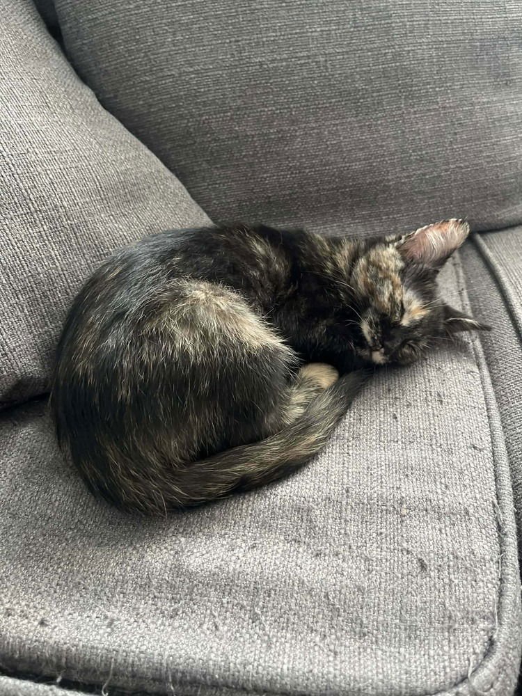 YAMS - Domestic Short Hair available for adoption