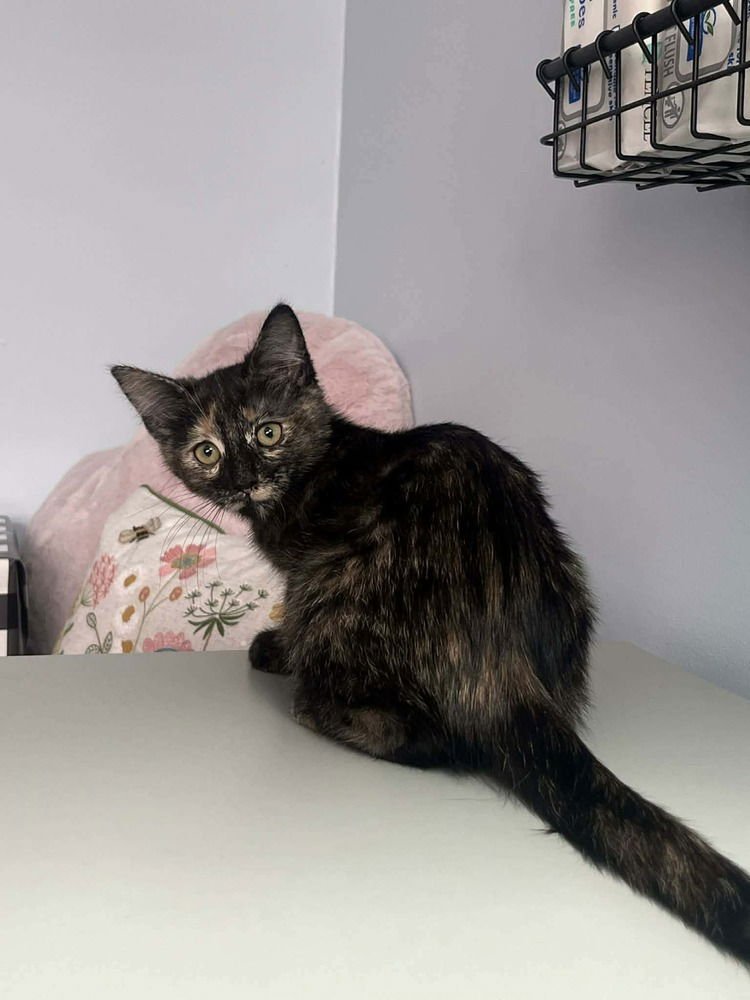 YAMS - Domestic Short Hair available for adoption