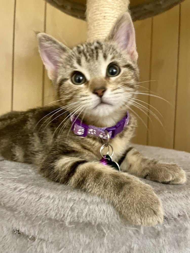 PUFFIN - Domestic Short Hair available for adoption