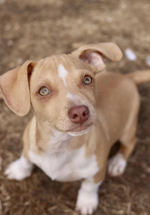 DAVID - Chihuahua available for adoption