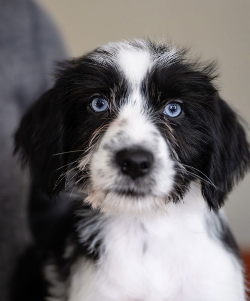 ANGELA- ''NO LONGER ACCEPTING APPLICATIONS - Maltese available for adoption