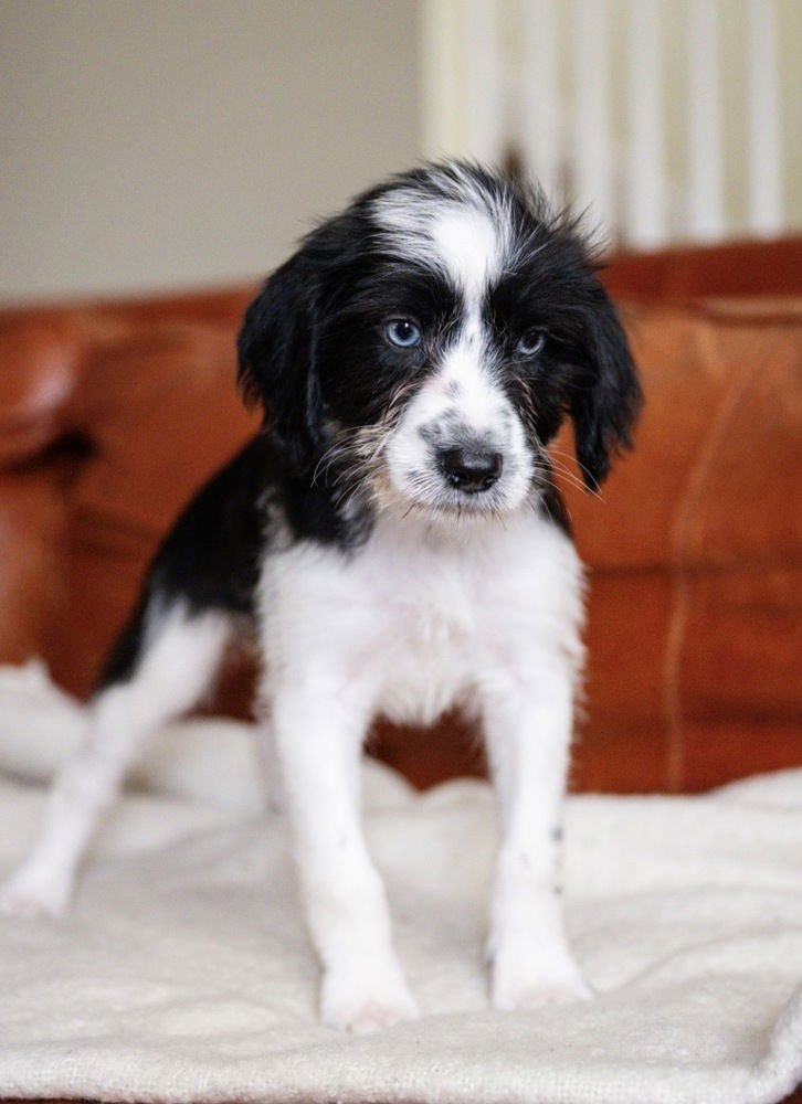 ANGELA- ''NO LONGER ACCEPTING APPLICATIONS - Maltese available for adoption