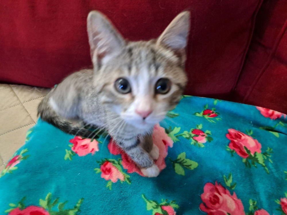 CUPCAKE - Domestic Short Hair available for adoption