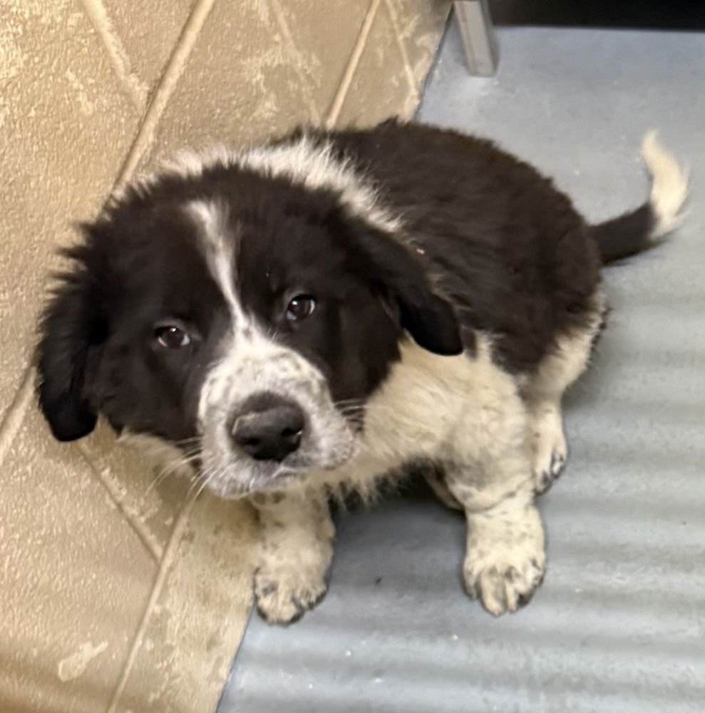 MARK - Great Pyrenees available for adoption