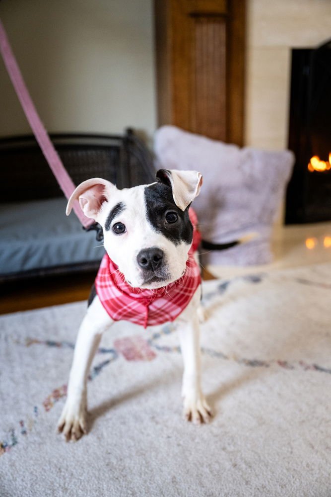 FRIDA - American Pit Bull Terrier available for adoption