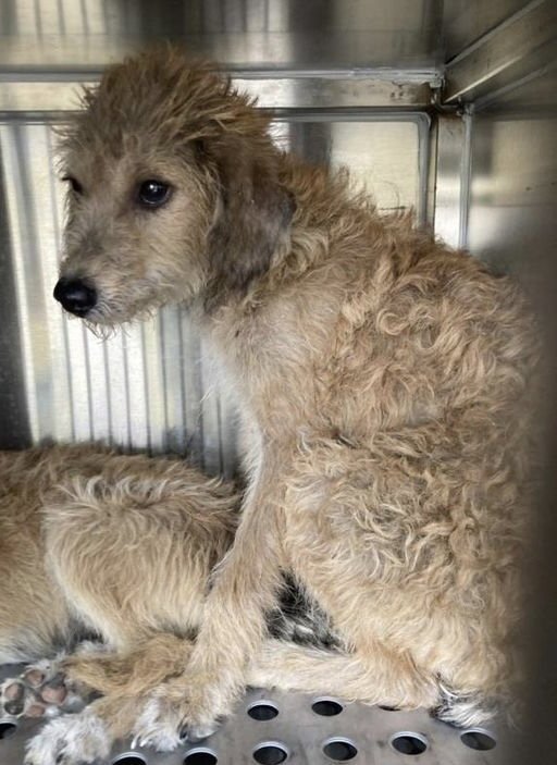 Bel**FOSER OR FOSTER TO ADOPT NEEDED** Image