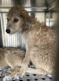 Bel**FOSER OR FOSTER TO ADOPT NEEDED** - Photo 1