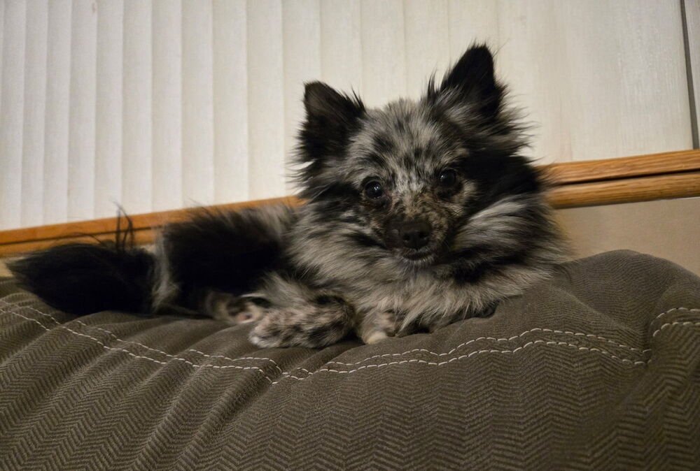 MALIBU ~NO LONGER ACCEPTING APPLICATIONS~ - Pomeranian available for adoption