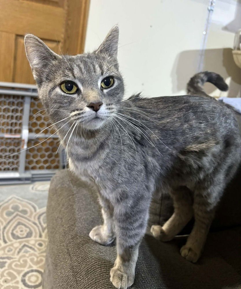 MUFFIN "MEET ME AT EDEN PRAIRIE CHUCK AND DONS - Domestic Short Hair available for adoption
