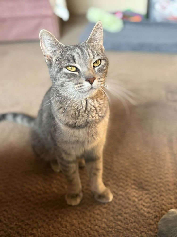 MUFFIN "MEET ME AT EDEN PRAIRIE CHUCK AND DONS - Domestic Short Hair available for adoption