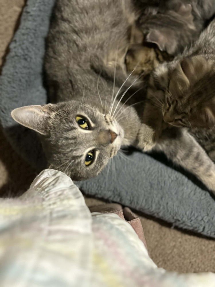 Muffin "Meet Me at Eden Prairie Chuck and Dons - Photo 4