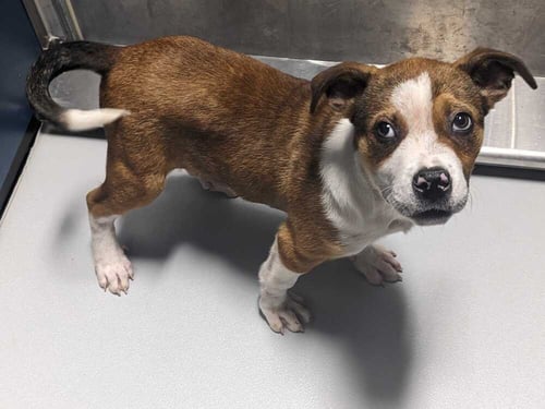 SMILEY~FOSTER OR FOSTER TO ADOPT NEEDED~ - Terrier available for adoption