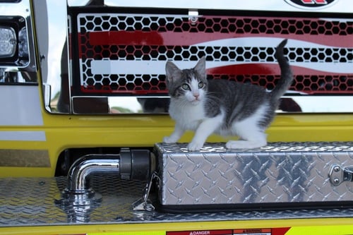 WEE - Domestic Short Hair / Domestic Short Hair available for adoption