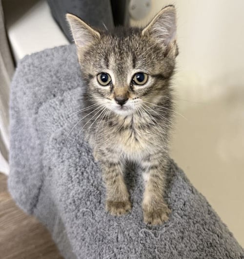 CAP'N CRUNCH - Domestic Short Hair available for adoption