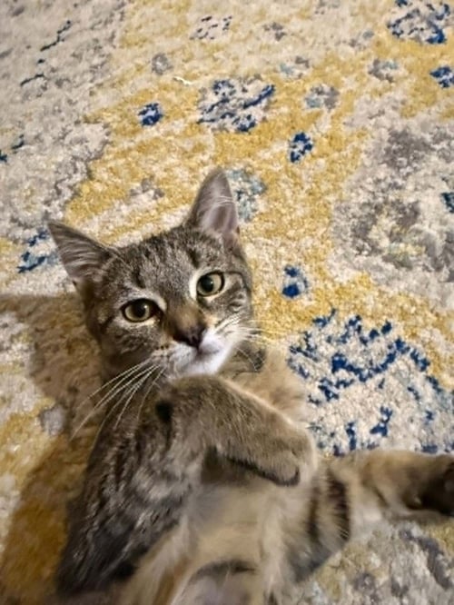 CAP'N CRUNCH - Domestic Short Hair available for adoption