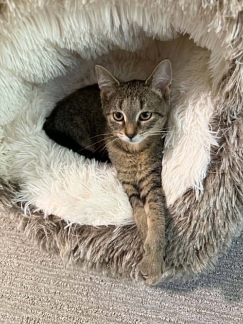 CAP'N CRUNCH - Domestic Short Hair available for adoption