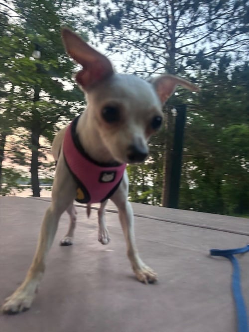 MICHELLE - Chihuahua available for adoption