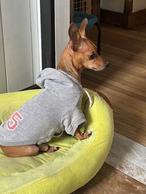 CLAYTON - Chihuahua available for adoption