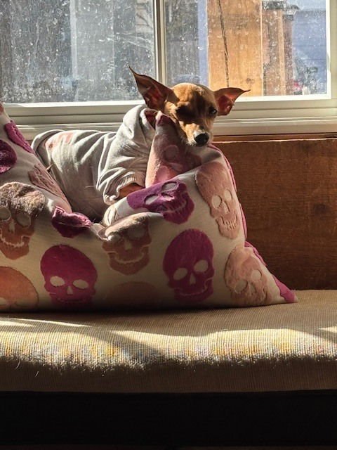 CLAYTON - Chihuahua available for adoption