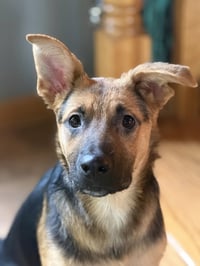 Rocko - Photo 1