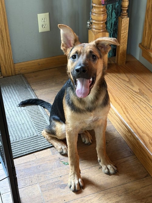 ROCKO - Shepherd available for adoption