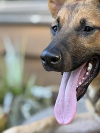 Rocko - Photo 3