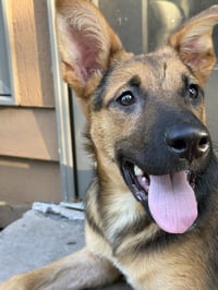Rocko - Photo 4
