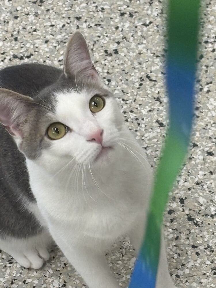 SWIZZLE - Domestic Short Hair / Domestic Short Hair available for adoption