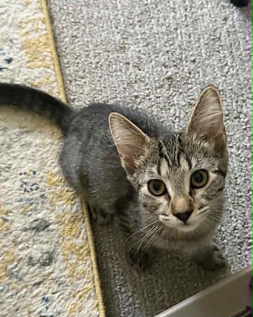 WAFFLES - Domestic Short Hair available for adoption