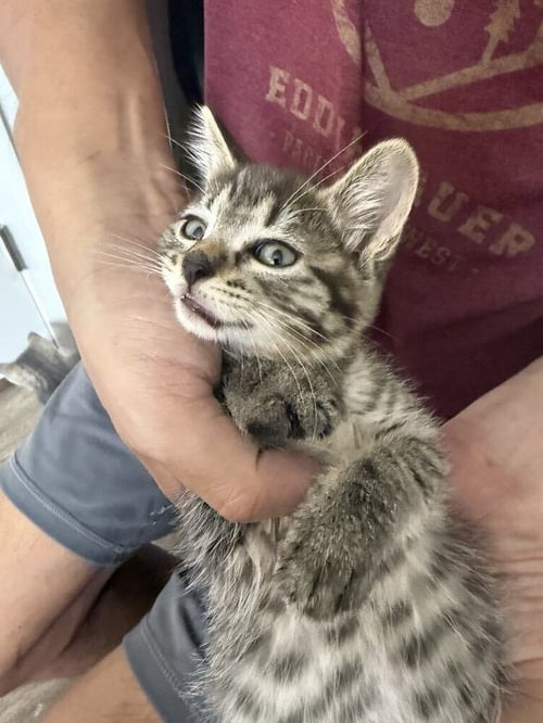 WAFFLES - Domestic Short Hair available for adoption