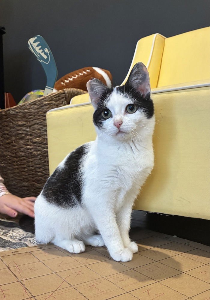 BESSIE - Domestic Short Hair available for adoption