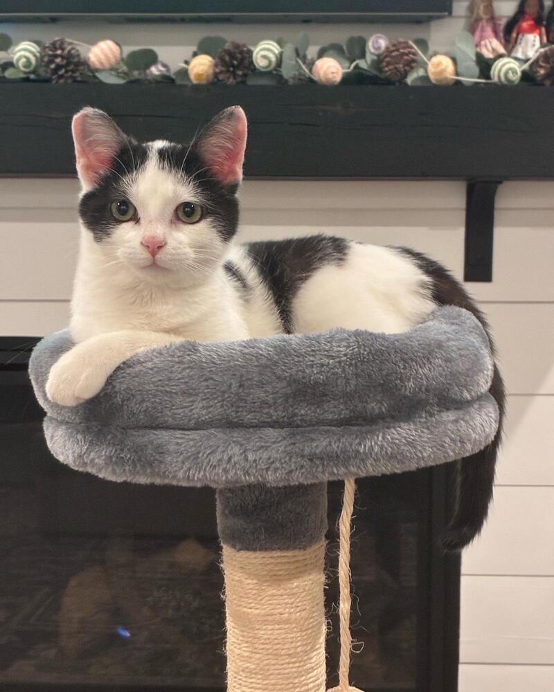 BESSIE - Domestic Short Hair available for adoption