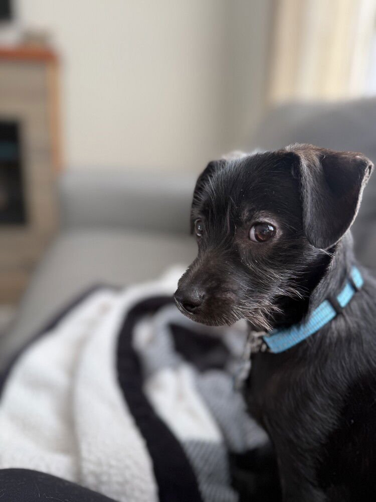 CLAUS - Terrier available for adoption