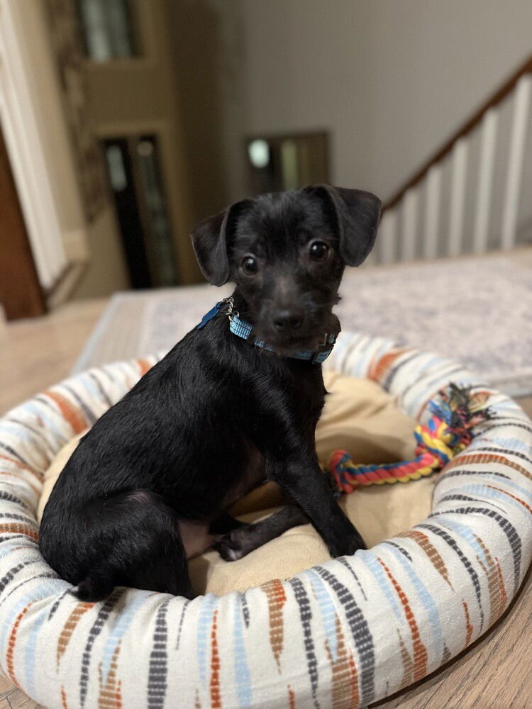 CLAUS - Terrier available for adoption