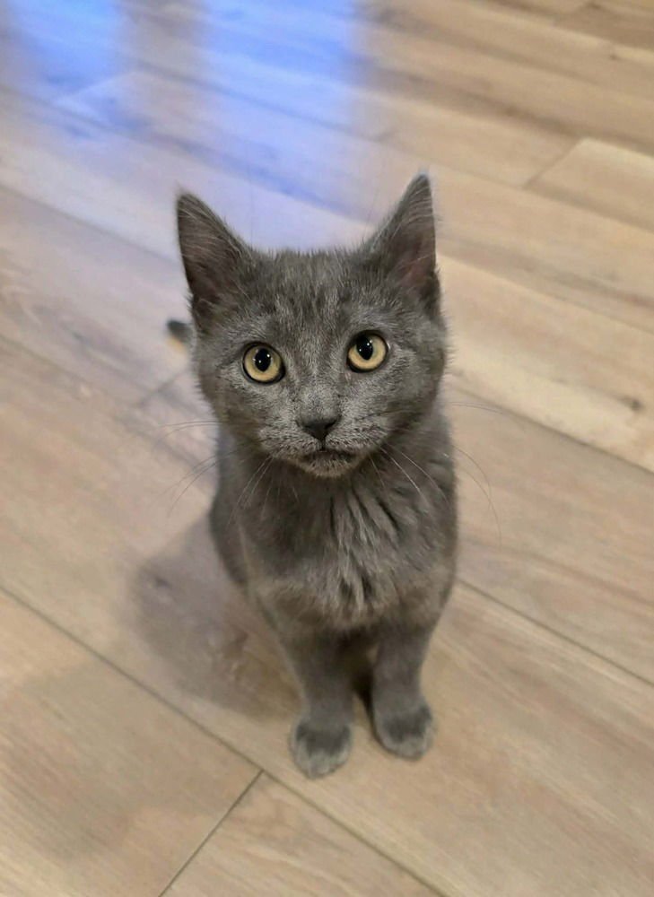 RUSHMERE - Domestic Short Hair available for adoption