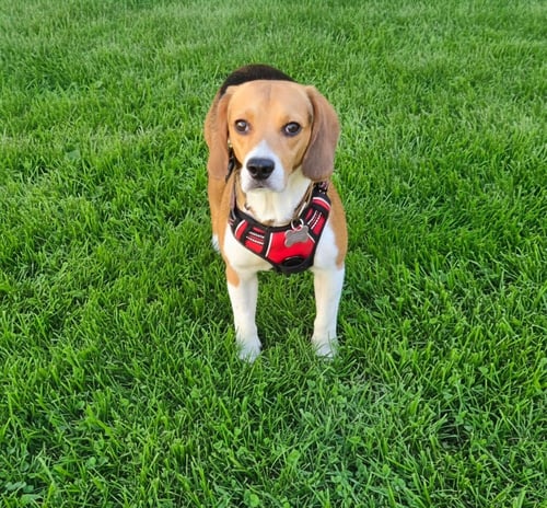 GLEN - Beagle available for adoption