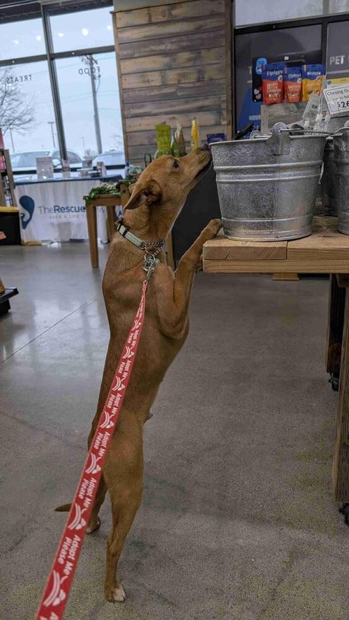 MICKEY *FOSTER ADOPTER NEEDED* - Italian Greyhound / Chihuahua available for adoption