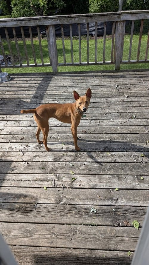 MICKEY *FOSTER OR ADOPTER NEEDED* - Italian Greyhound / Chihuahua available for adoption