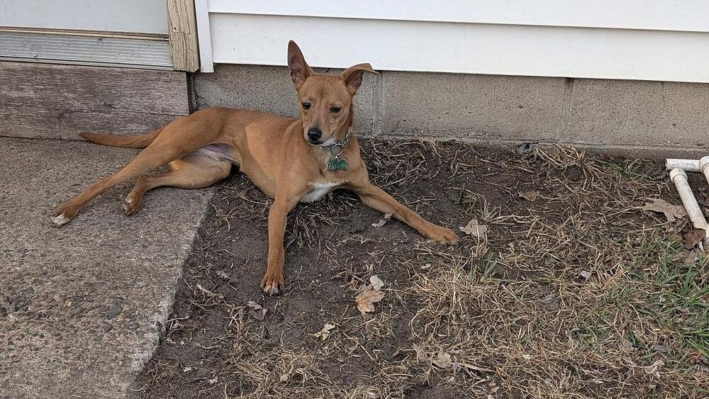 Mickey *foster adopter needed* Image