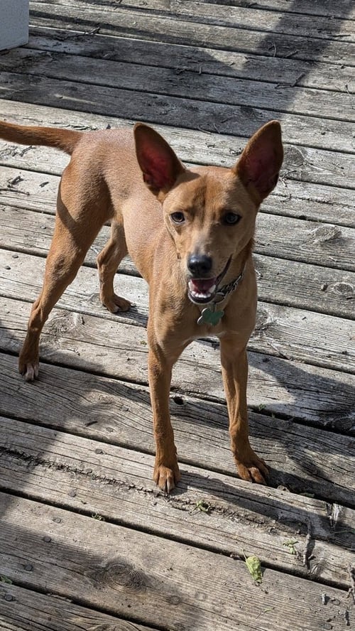 MICKEY *FOSTER OR ADOPTER NEEDED* - Italian Greyhound / Chihuahua available for adoption