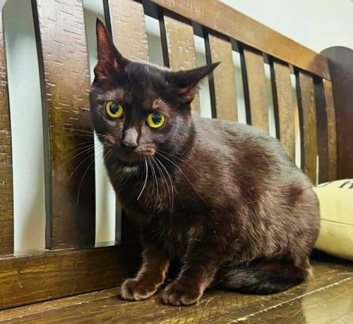 LITTLE - Domestic Short Hair available for adoption