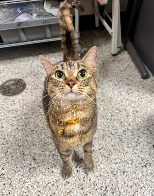 ANNIE - Domestic Short Hair / Domestic Short Hair available for adoption