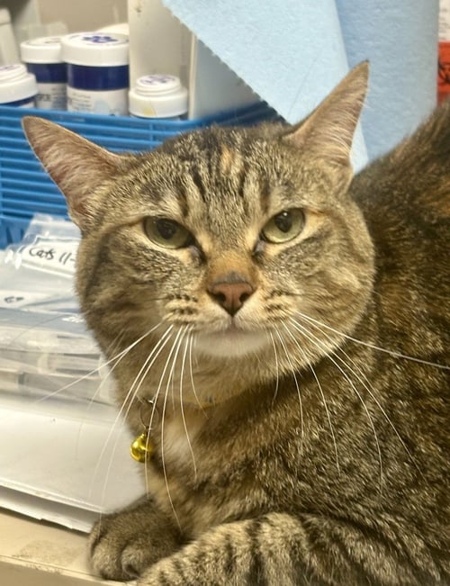 ANNIE - Domestic Short Hair / Domestic Short Hair available for adoption
