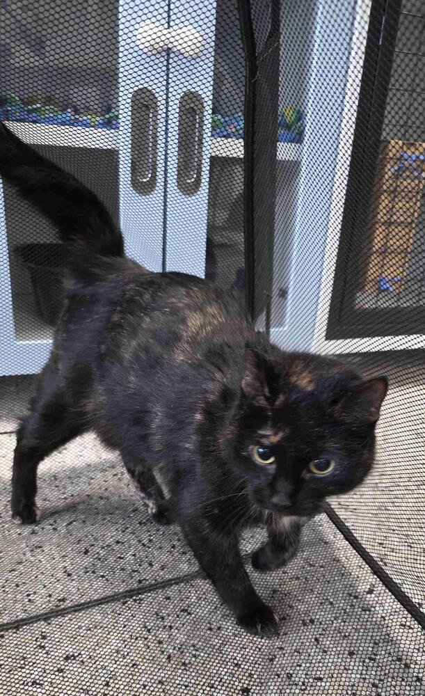 BLOSSOM - Domestic Short Hair / Domestic Short Hair available for adoption