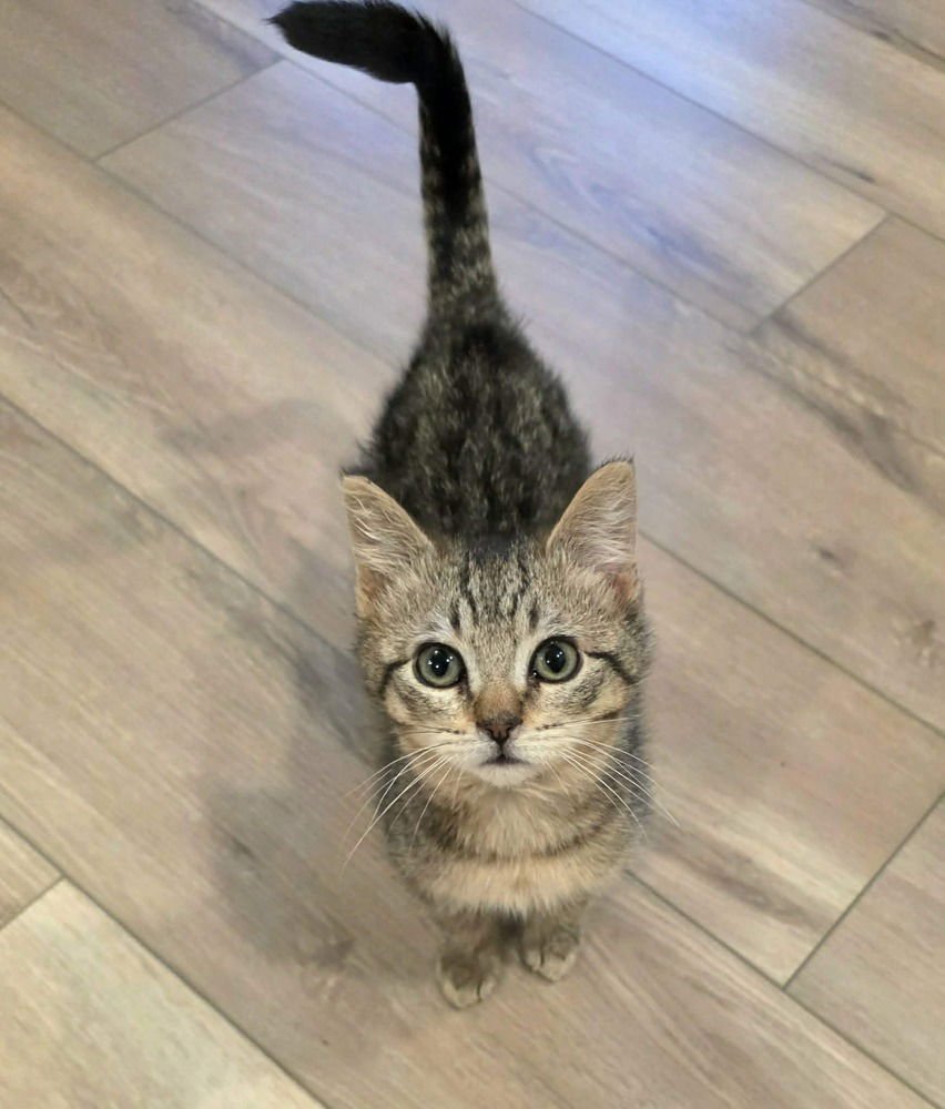 DITMAS - Domestic Short Hair available for adoption