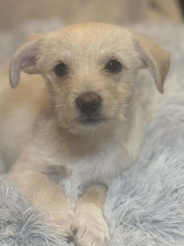 SPENCER - Chihuahua / Terrier available for adoption