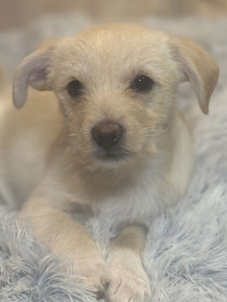 SPENCER - Chihuahua / Terrier available for adoption