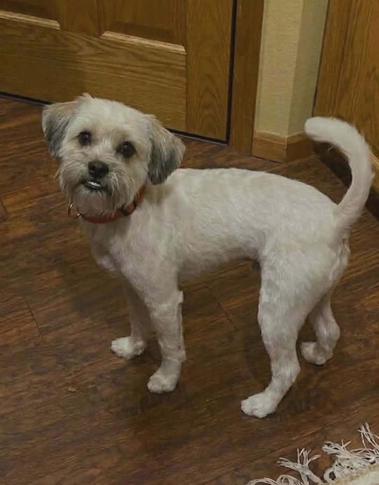 RIO - Shih Tzu / Terrier available for adoption