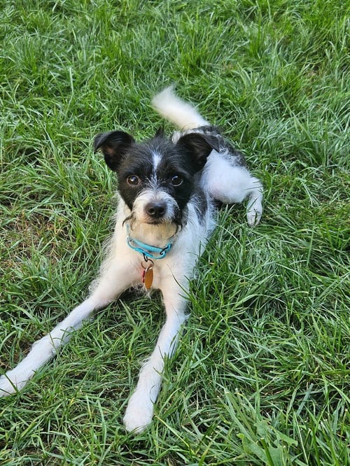 JACK - Terrier available for adoption